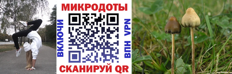 блэк спрут сайт Гатчина Галлюциногенные грибы прущие грибы