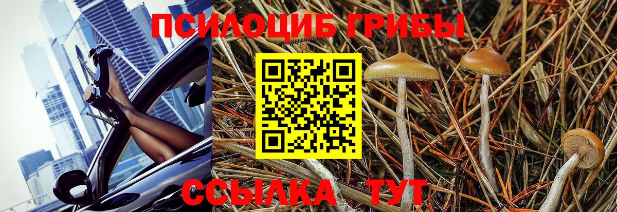 Псилоцибиновые грибы Psilocybe Гатчина