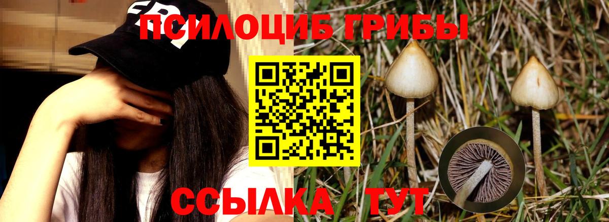 Псилоцибиновые грибы Magic Shrooms  Вход с VPN  Галлюциногенные грибы Psilocybe  Гатчина 